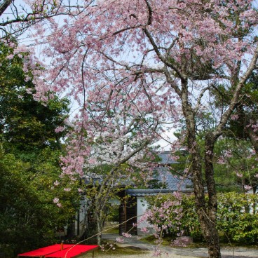 Isui-en (Nara), Floraison