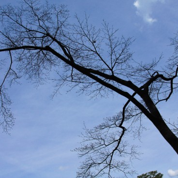 Isui-en (Nara), Végétation 2