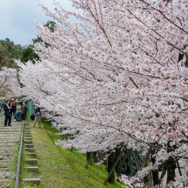 Keage Incline (Kyoto), cerisiers en fleurs le long de la voie ferrée
