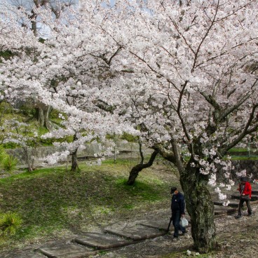 Keage Incline (Kyoto), cerisiers en fleurs le long de la voie ferrée 2