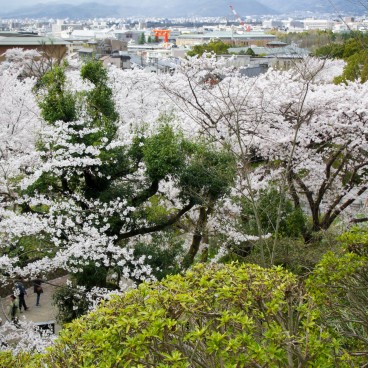 Keage Incline (Kyoto), cerisiers en fleurs le long de la voie ferrée 3