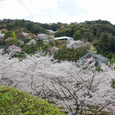 Keage Incline (Kyoto), cerisiers en fleurs le long de la voie ferrée 4
