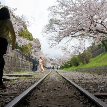Keage Incline (Kyoto), voies de chemin de fer et cerisiers en fleurs au printemps 2
