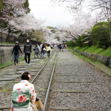 Keage Incline (Kyoto), voies de chemin de fer et cerisiers en fleurs au printemps 3