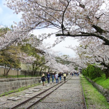 Keage Incline (Kyoto), voies de chemin de fer et cerisiers en fleurs au printemps 4