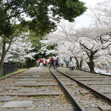 Keage Incline (Kyoto), voies de chemin de fer et cerisiers en fleurs au printemps 6