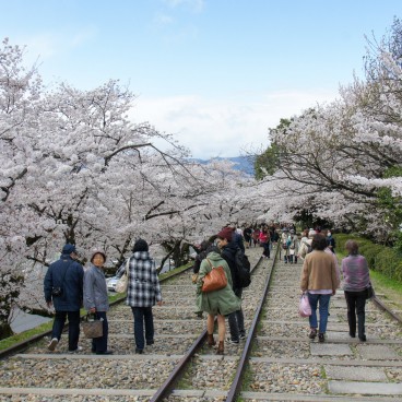 Keage Incline (Kyoto), visiteurs pendant la floraison des Sakura 2