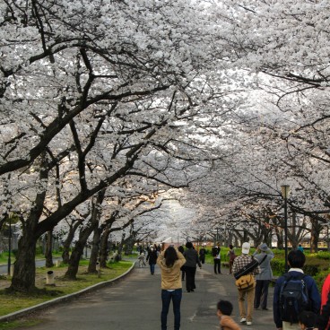 Parc Kema Sakuranomiya à Osaka, Visiteurs admirant les fleurs de cerisiers dans les allées