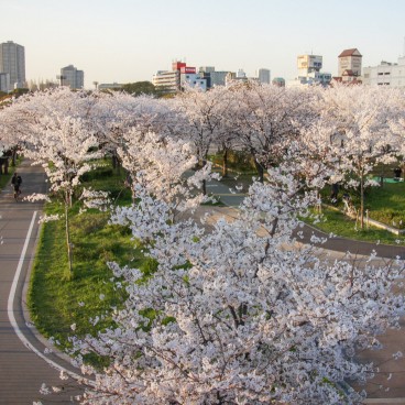 Parc Kema Sakuranomiya à Osaka, Cerisiers en fleurs 2