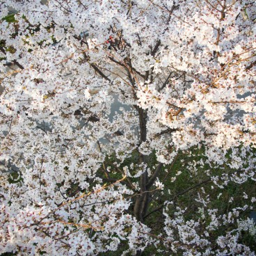 Parc Kema Sakuranomiya à Osaka, Cerisiers en fleurs 3