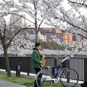 Parc Kema Sakuranomiya à Osaka, Homme jouant du saxophone sous les cerisiers en fleurs