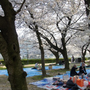 Parc Kema Sakuranomiya à Osaka, Bâches étendues sous les cerisiers pour Hanami