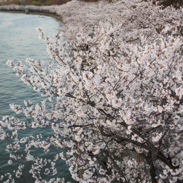 Parc Kema Sakuranomiya à Osaka, Cerisiers en fleurs sur les berges de la rivière Okawa