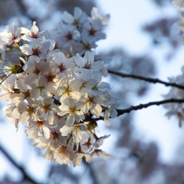 Parc Kema Sakuranomiya à Osaka, Fleurs de cerisiers