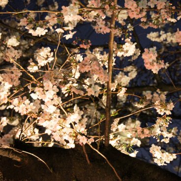 Naka Meguro-gawa à Shibuya (Tokyo), Illumination des cerisiers en fleurs 4