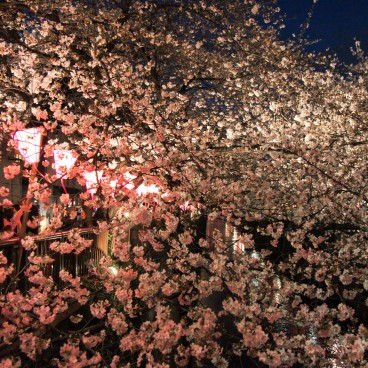  Naka Meguro-gawa à Shibuya (Tokyo), Illumination des cerisiers en fleurs 5
