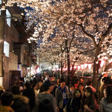  Naka Meguro-gawa à Shibuya (Tokyo), Foule sur les berges de la rivière pendant le Sakura Matsuri au printemps