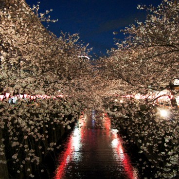  Naka Meguro-gawa à Shibuya (Tokyo), Branches de cerisiers en fleurs au-dessus de la rivière 4