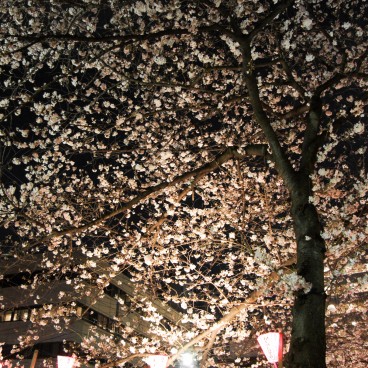  Naka Meguro-gawa à Shibuya (Tokyo), Illumination des cerisiers en fleurs 7