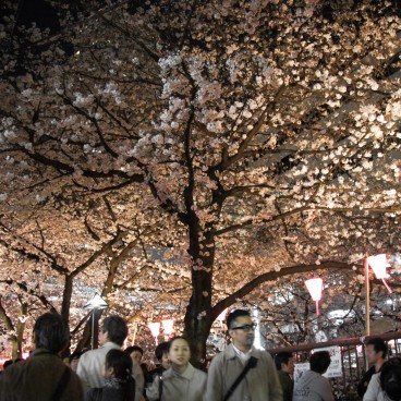  Naka Meguro-gawa à Shibuya (Tokyo), Foule sur les berges de la rivière pendant le Sakura Matsuri au printemps 2