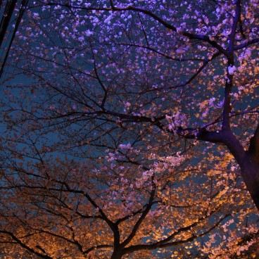  Naka Meguro-gawa à Shibuya (Tokyo), Illumination des cerisiers en fleurs
