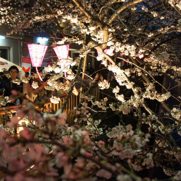  Naka Meguro-gawa à Shibuya (Tokyo), Visiteurs profitant du festival des Sakura et prenant des photos des illuminations