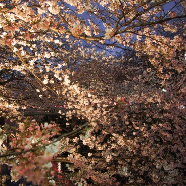  Naka Meguro-gawa à Shibuya (Tokyo), Illumination des cerisiers en fleurs 3