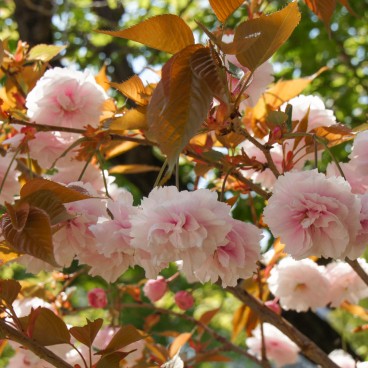Namba Yasaka-jinja (Osaka), Fleurs de cerisiers de type Yae-zakura à floraison plus tardive en avril 3
