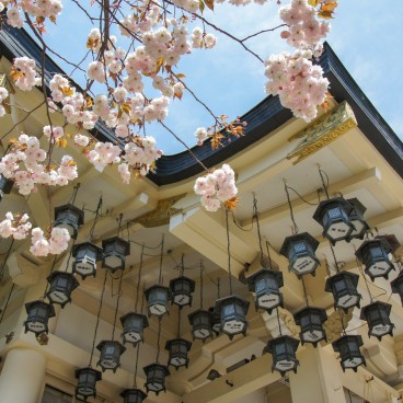 Namba Yasaka-jinja (Osaka), Pavillon de prière et cerisiers en fleurs de type Yae-zakura