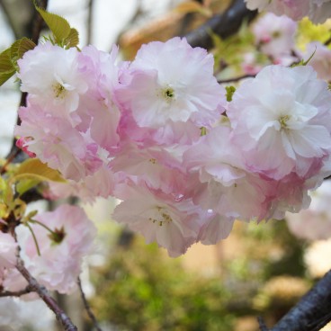 Namba Yasaka-jinja (Osaka), Fleurs de cerisiers de type Yae-zakura (Ichiyo) à floraison plus tardive en avril 2