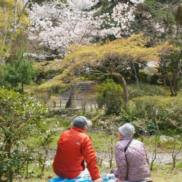 Parc Maruyama (Kyoto), Couple âgé admirant les cerisiers en fleurs au printemps
