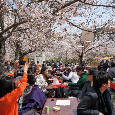 Parc Maruyama (Kyoto), Célébration de Ohanami au printemps 3