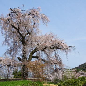 Parc Maruyama (Kyoto), Cerisier géant