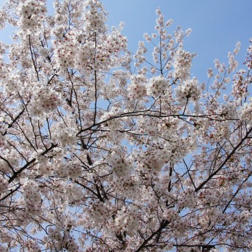 Parc Maruyama (Kyoto), Fleurs de cerisiers au printemps