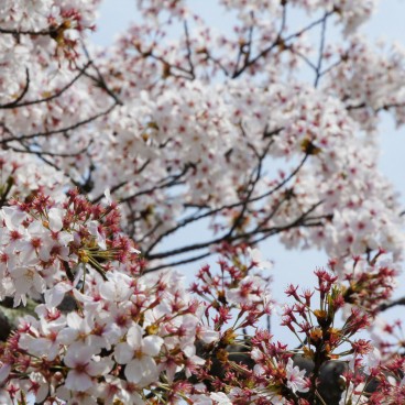 Parc Maruyama (Kyoto), Fleurs de cerisiers au printemps 2