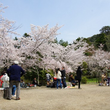 Parc Maruyama (Kyoto), Cerisiers en fleurs au printemps