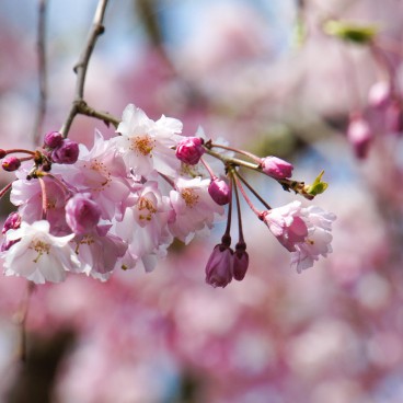 Parc Maruyama (Kyoto), Fleurs de cerisiers au printemps 4