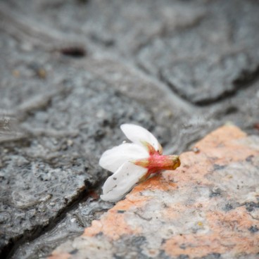 Parc Sumida à Asakusa (Tokyo), Fleur de cerisier à terre