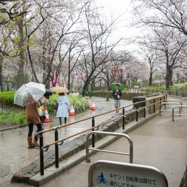 Parc Sumida à Asakusa (Tokyo), Promenade sous les cerisiers en fleurs un jour de printemps pluvieux 3