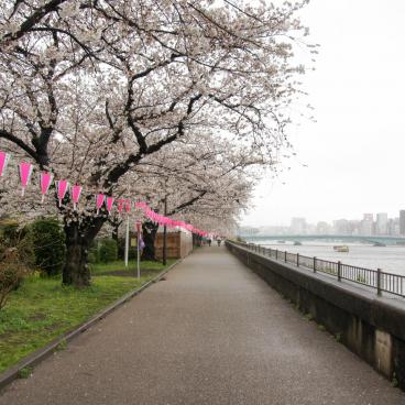 Parc Sumida à Asakusa (Tokyo), Promenade sous les cerisiers en fleurs un jour de printemps pluvieux 4