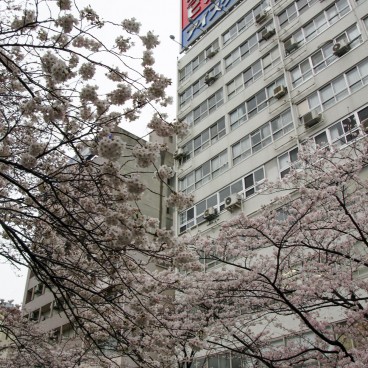 Parc Sumida à Asakusa (Tokyo), Cerisiers en fleurs et paysage urbain