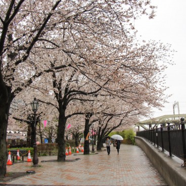 Parc Sumida à Asakusa (Tokyo), Promenade sous les cerisiers en fleurs un jour de printemps pluvieux