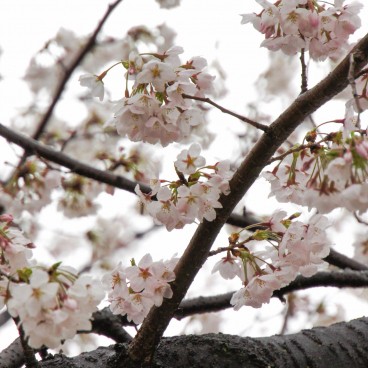 Parc Sumida à Asakusa (Tokyo), Cerisiers en fleurs au printemps 2