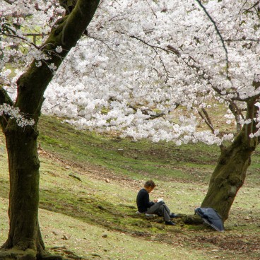 Todai-ji (Nara), Cerisiers en fleurs au printemps