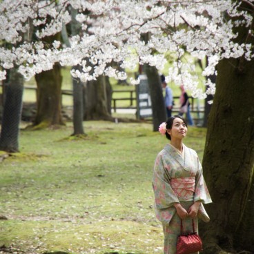 Todai-ji (Nara), Femme en kimono sous les cerisiers en fleurs au printemps