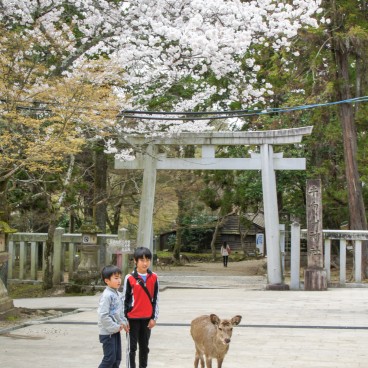 Todai-ji (Nara), sanctuaire Tamukeyama Hachiman-gu au printemps 4