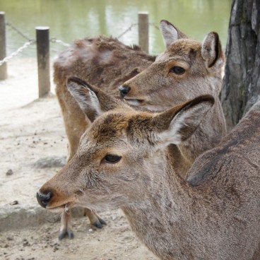 Todai-ji (Nara), Cerfs shika