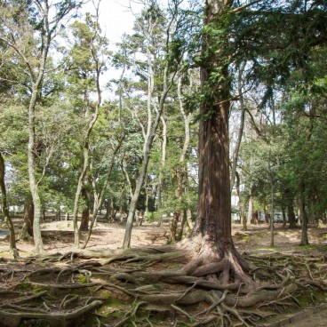 Todai-ji (Nara), Végétation dans le parc