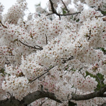 Mont Wakakusa (Nara), Cerisiers en fleurs au printemps 2