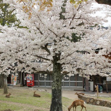 Mont Wakakusa (Nara), Cerisiers en fleurs et cerfs shika